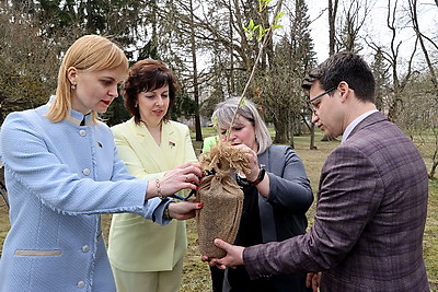 Саженец сталинградского тополя Победы высадили в Ботаническом саду в Витебске