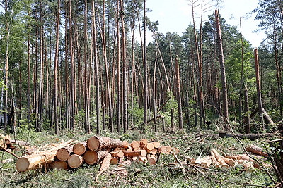 В Гомельском районе продолжается разбор лесных ветроломов