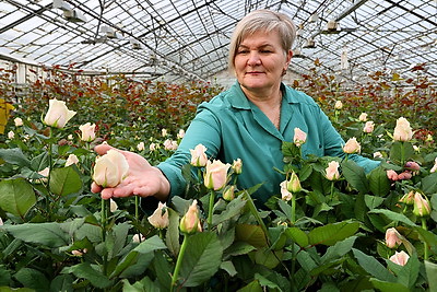 Около 10 тыс. тюльпанов и более 30 тыс. роз вырастил \"Витебский Зеленстрой\" к 8 Марта