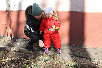 В Витебске распустились подснежники