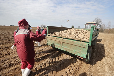 Хозяйства Ошмянского района убирают камни с полей