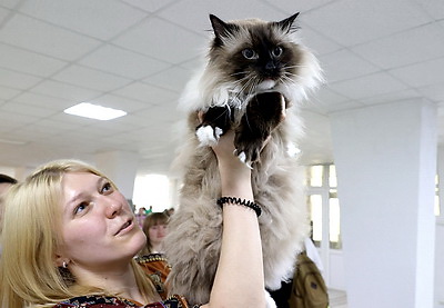 Созданный детьми кот Фолиант стал хранителем литературных редкостей областной библиотеки в Витебске