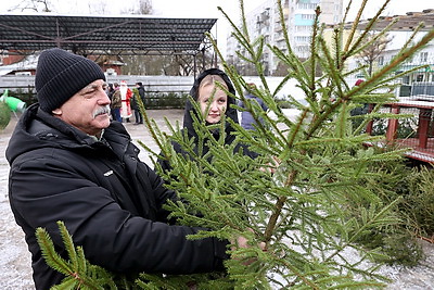 В Беларуси проходят елочные базары