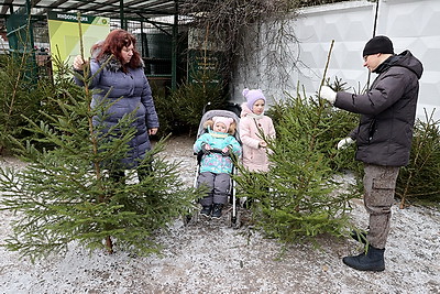 В Беларуси проходят елочные базары