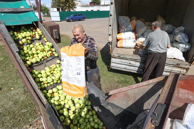 Потребкооперация Беларуси активно принимает сельхозпродукцию