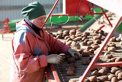 В Брестском районе завершают уборку картофеля и сахарной свеклы