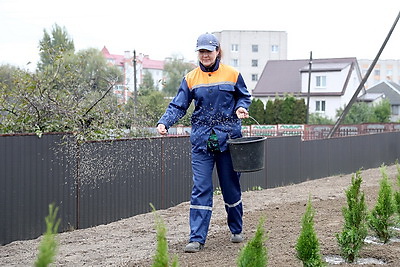 Благоустройство города. Более 24 тыс. деревьев будет высажено в Бресте