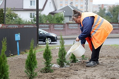 Благоустройство города. Более 24 тыс. деревьев будет высажено в Бресте