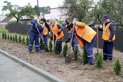 Благоустройство города. Более 24 тыс. деревьев будет высажено в Бресте