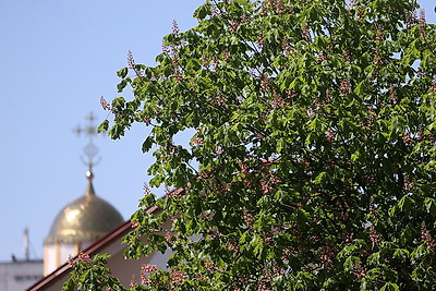 В Гродно расцвели каштаны