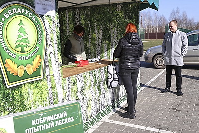 Южные лесхозы Брестской области начали продавать березовый сок населению