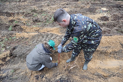 Команда БЕЛТА помогла восстановить лес в Столбцовском районе