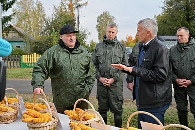 Лукашенко ознакомился с результатами эксперимента по возделыванию кукурузы разных сортов