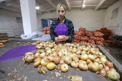 Потребкооперация Беларуси активно принимает сельхозпродукцию