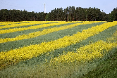 В Славгородском районе заготавливают корма