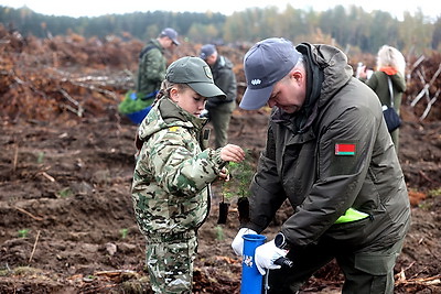 Вольфович: восстановление лесов на пострадавших территориях - наша общая задача