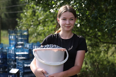 В СПК \"Прогресс-Вертелишки\" собирают урожай голубики