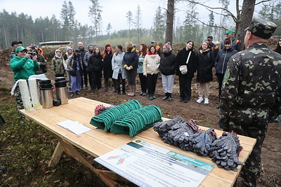 Команда БЕЛТА помогла восстановить лес в Столбцовском районе