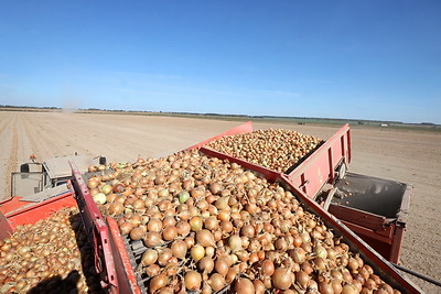 В Могилевской области идет уборка и закладка плодоовощной продукции в стабилизационный фонд