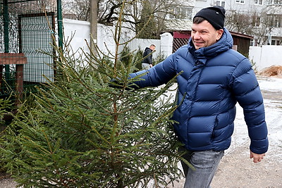 В Беларуси проходят елочные базары