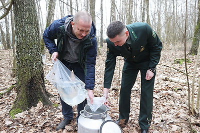 В Гродненской области начали заготавливать березовый сок