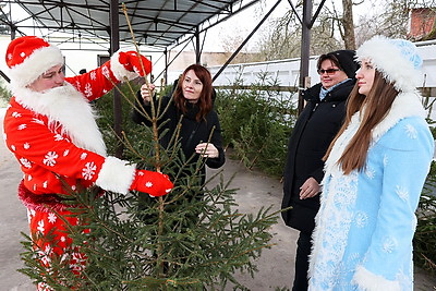 В Беларуси проходят елочные базары