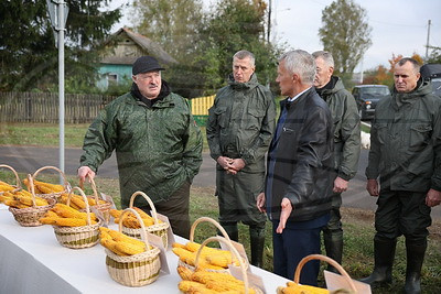 Лукашенко ознакомился с результатами эксперимента по возделыванию кукурузы разных сортов