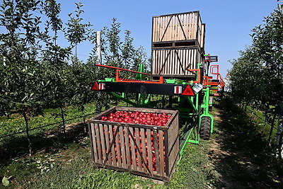 Урожайность высокая и плоды крупные. Массовую уборку яблок начали в Гродненском районе