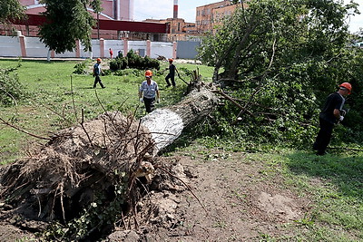 В Гомельском районе продолжается разбор лесных ветроломов