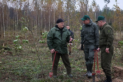 Лукашенко дал старт республиканской акции по восстановлению леса, пострадавшего после стихии