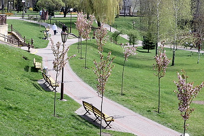 В Гродно зацвела сакура