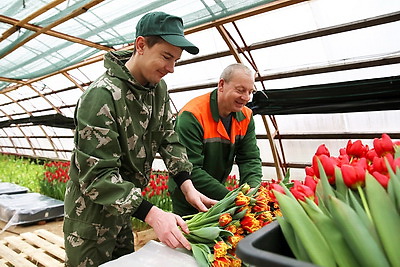 Дарить радость любимым. Около 70 тыс. тюльпанов вырастили к женскому празднику борисовские лесоводы