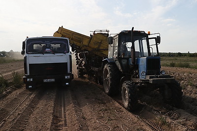 В Могилевском районе приступили к уборке картофеля