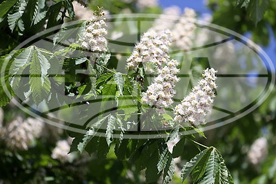 В Гродно расцвели каштаны