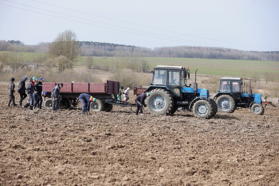 Хозяйства Ошмянского района убирают камни с полей