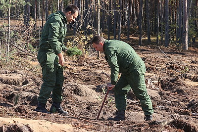 В Могилевской области ведутся лесовосстановительные работы