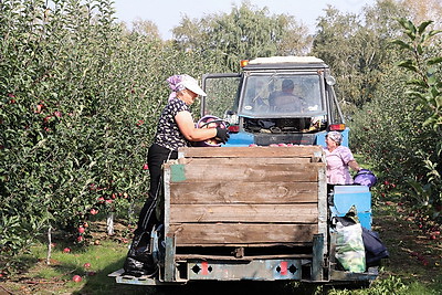 На Брестчине активно ведется уборка яблок