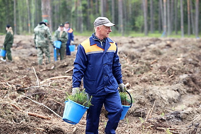 Шулейко об акции \"Аднавім лясы разам!\": высаживаем качественные саженцы с хорошей приживаемостью