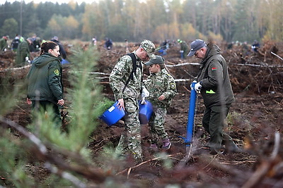 Вольфович: восстановление лесов на пострадавших территориях - наша общая задача