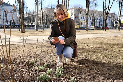 В Витебске распустились подснежники