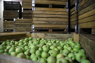 В Могилевской области идет уборка и закладка плодоовощной продукции в стабилизационный фонд