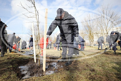 Аллея в память о руководителях и работниках прокуратуры БССР и Республики Беларусь высажена в Минске