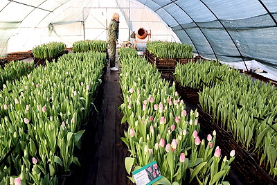Разноцветные тюльпаны выращивают в Гомельском лесхозе