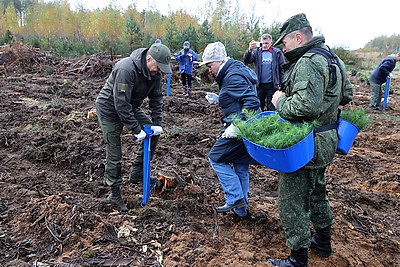 Вольфович: восстановление лесов на пострадавших территориях - наша общая задача