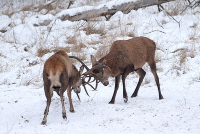 Подкормку диких животных ведут в охотопользованиях Гродненской области