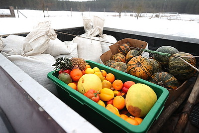 В рацион диких животных в Гродненской области добавляют овощи и фрукты