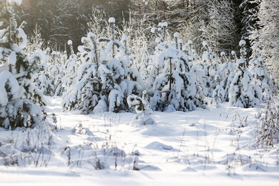Более 500 единиц техники задействованы в устранении последствий снегопадов в Гродненской области