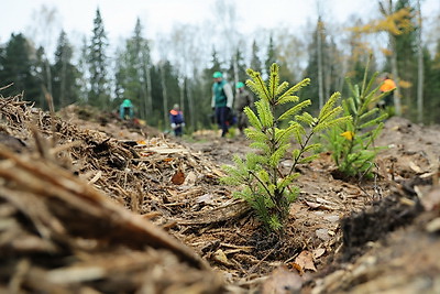 Молодой смешанный лес из более 4,5 тыс. растений высадили в Витебском районе на республиканском субботнике