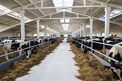 Новый МТК на 800 коров ввели в строй в Клецком районе