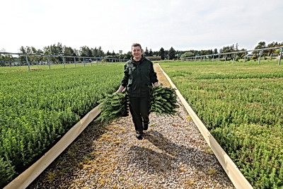 От семечка до зеленого богатства страны. Кто выращивает саженцы для будущих лесов Беларуси